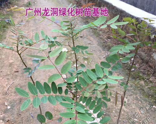 棒木是什么木材？棒木的特性及用途有哪些？