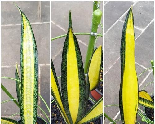 棒叶虎尾兰怎么养？养殖过程中应注意哪些问题？