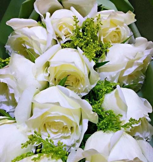 19朵玫瑰花的花语是什么？19朵玫瑰代表什么含义？