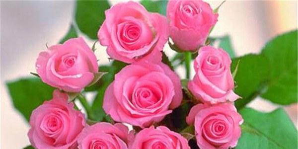 21朵玫瑰代表什么意思？21朵玫瑰花语有哪些寓意？