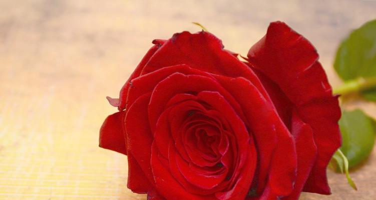 23朵玫瑰代表什么意思？花语背后的故事是什么？