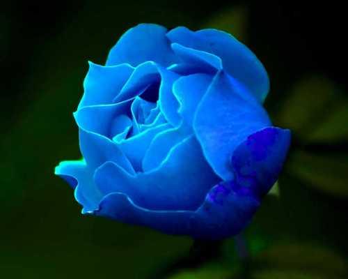 36朵玫瑰代表什么？36朵玫瑰花语的深层含义是什么？