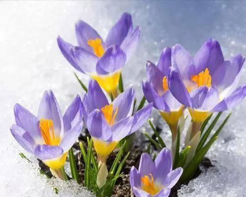 3月12日花语是什么？沙洲蕃红花代表了什么含义？