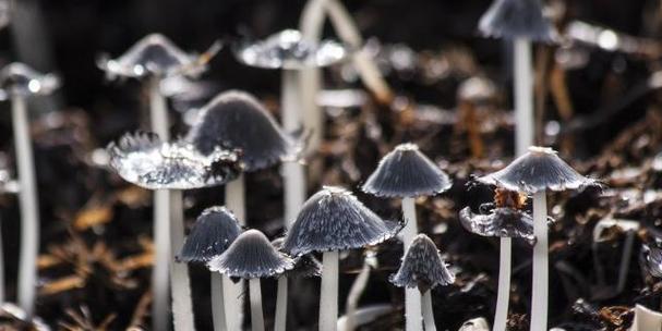 蘑菇繁殖后代的方式有哪些？如何有效繁殖蘑菇？