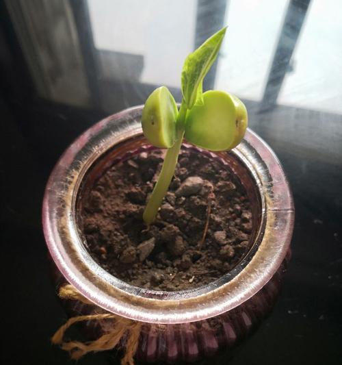 魔豆是什么植物？它的生长特点和用途有哪些？