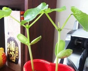 魔法豆是什么植物？它的生长特点和用途有哪些？