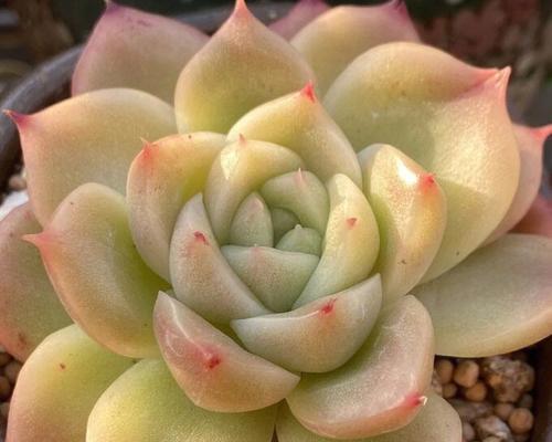 魔法豆是什么植物？它的生长特点和用途有哪些？