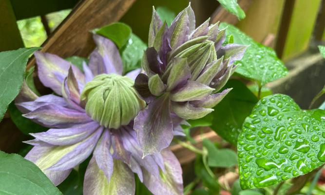 魔法喷泉铁线莲一年开几次花？如何确保持续开花？