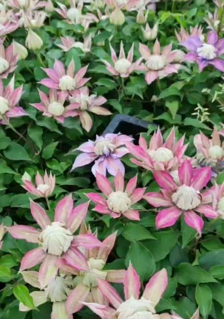 魔法喷泉铁线莲一年开几次花？如何确保持续开花？