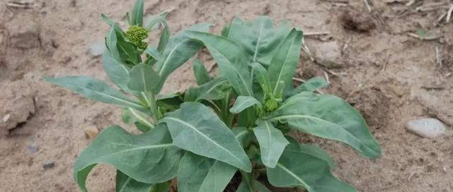 魔力豆是什么植物？它属于哪个科的植物？