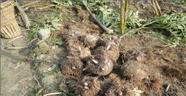 魔芋病虫害防治技术有哪些？如何有效实施防治措施？