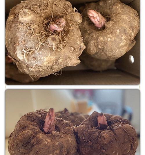魔芋的果实能用来做什么？常见用途有哪些？