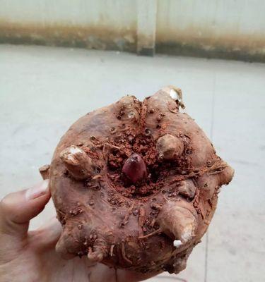 魔芋的果实能用来做什么？常见用途有哪些？