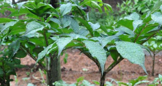 魔芋的生长周期是多长时间？如何优化种植管理？