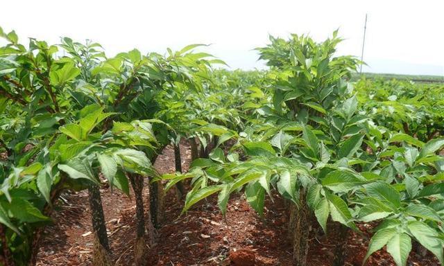 魔芋的生长周期是多长时间？如何优化种植管理？