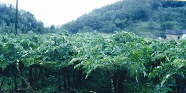 魔芋种植的最佳月份是什么时候？如何确保种植成功？