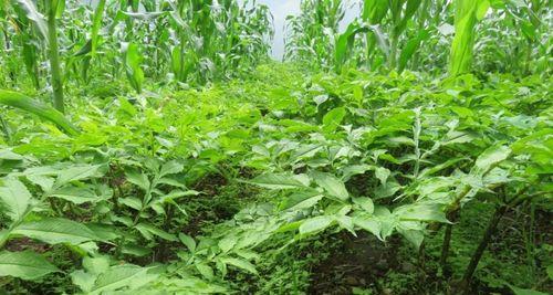 魔芋最佳种植时间是什么时候？如何确保种植成功？