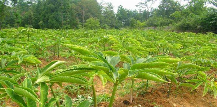 魔芋是多年生还是年生植物？种植魔芋的常见问题解答？
