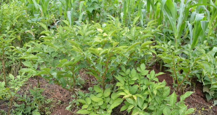 魔芋是多年生还是年生植物？种植魔芋的常见问题解答？