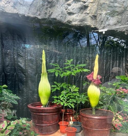 魔芋施肥的最佳肥料是什么？如何正确施肥？