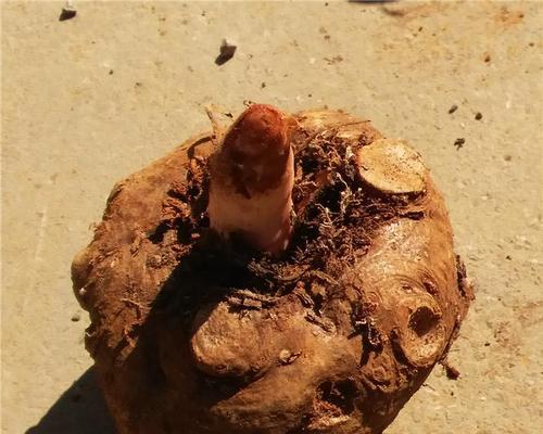 魔芋留种方法是什么？种子的来源有哪些疑问解答？