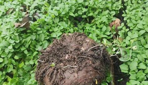 魔芋种球怎么保存？最佳种植时间是什么时候？