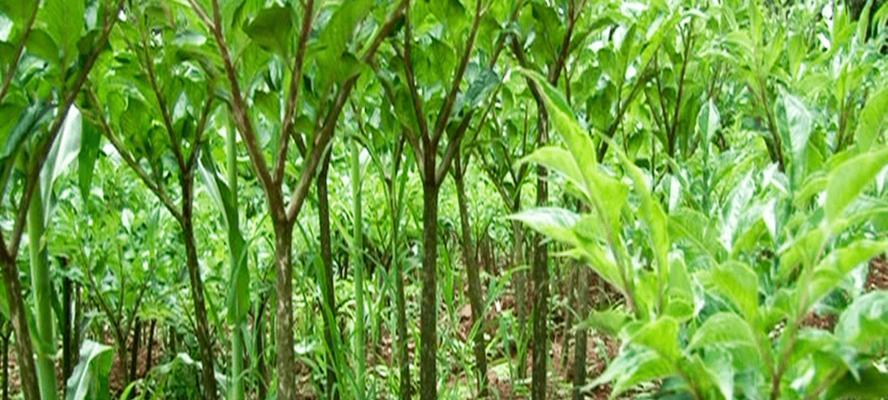 魔芋种植条件是什么？哪些地方最适合种植魔芋？