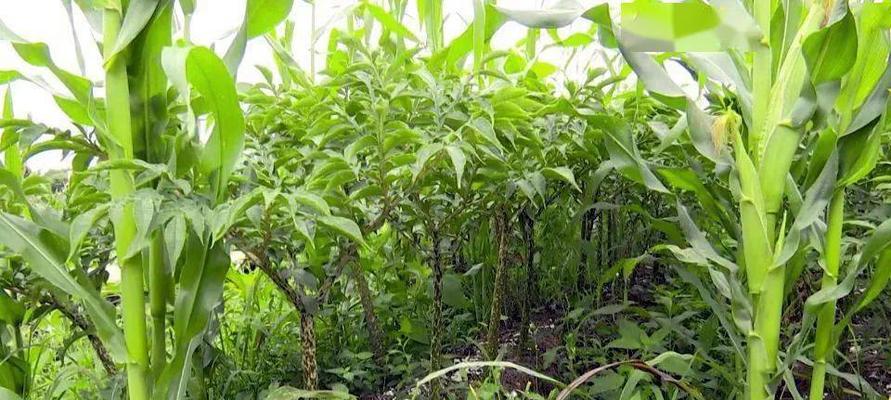 魔芋种植条件是什么？哪些地方最适合种植魔芋？