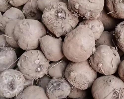 魔芋种子怎么吃法？有哪些健康美味的食用方法？
