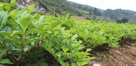 魔芋追肥用什么肥料效果最佳？如何正确施肥？