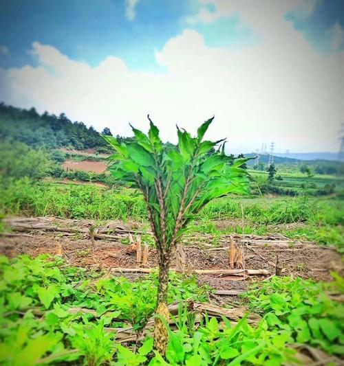 魔芋追肥用什么肥料效果最佳？如何正确施肥？