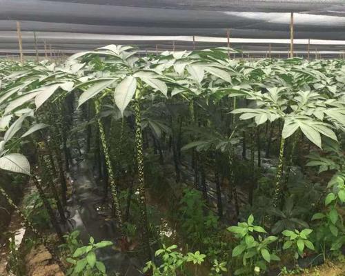 魔芋追肥用什么肥料效果最佳？如何正确施肥？