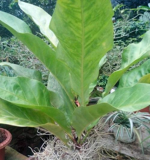抹茶是哪种植物？它属于哪个科的植物？