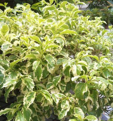 抹茶是哪种植物？它属于哪个科的植物？
