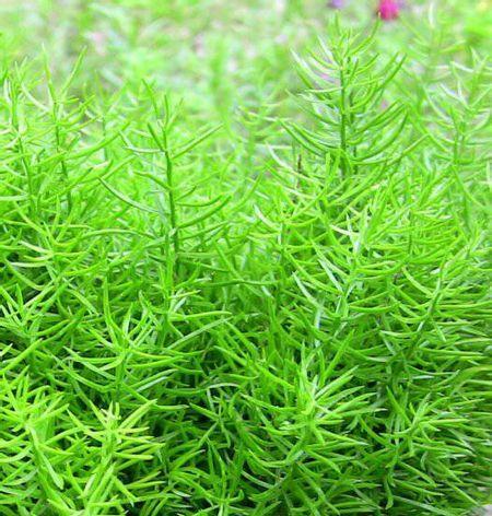 抹茶是哪种植物？它属于哪个科的植物？