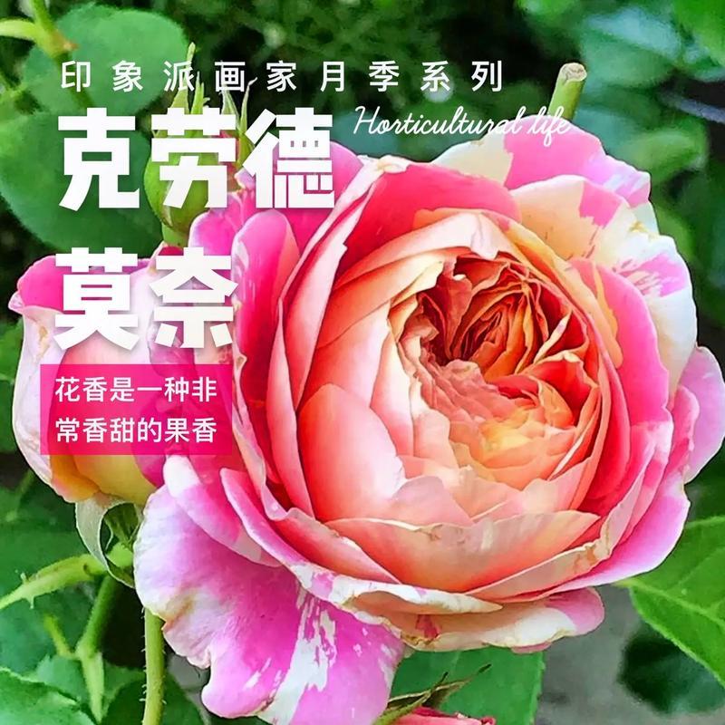 莫奈月季耐寒吗？冬天能否看到莫奈月季开花？