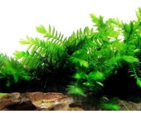 莫斯水草能承受的最低温度是多少？如何在冬季保护莫斯水草？
