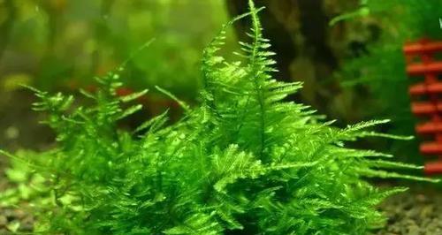 莫斯水草能承受的最低温度是多少？如何在冬季保护莫斯水草？