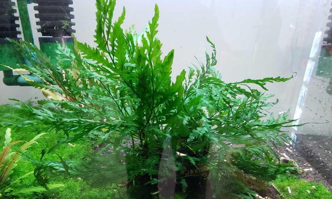 莫斯水草养殖技巧有哪些？如何快速促进其生长？