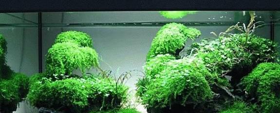 莫斯水草养殖技巧有哪些？如何快速促进其生长？