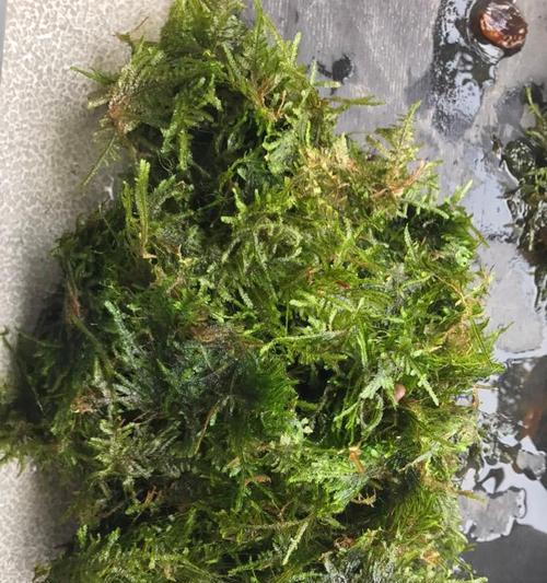 莫斯繁殖方法有哪些？如何正确繁殖莫斯？
