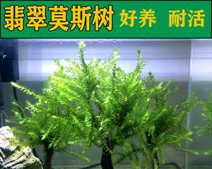 莫斯怎么修剪好看？修剪技巧与注意事项是什么？