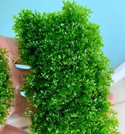 莫斯怎么养出状态？莫斯植物养护要点有哪些？