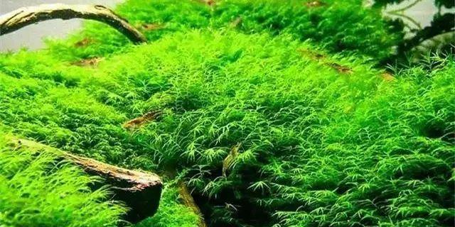 莫丝怎么养长的好？掌握这些技巧轻松培育茂盛莫丝