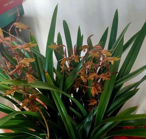 墨兰不开花是什么原因？如何解决？