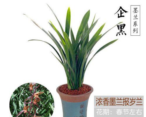墨兰根部腐烂如何处理？有效防治方法是什么？