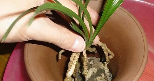 墨兰根部腐烂如何处理？有效防治方法是什么？