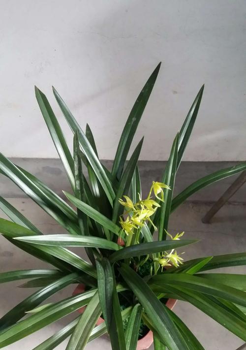 墨兰花的花期是多久？什么时候开花最合适？