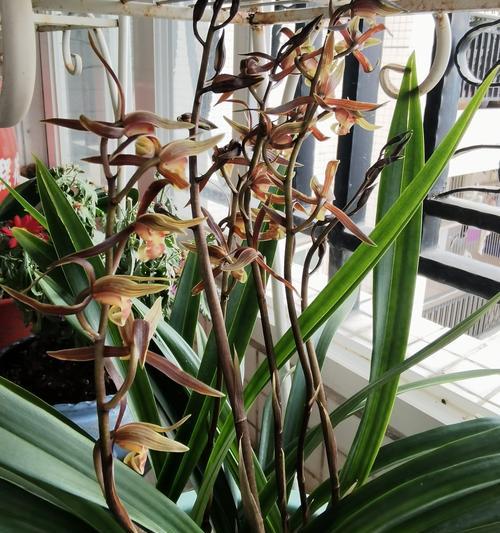 墨兰花香味有毒吗？如何安全种植和养护？