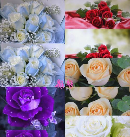 两支红玫瑰花的花语是什么？它们传递了哪些情感？